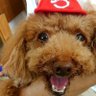Фото профиля どなまま(動画がアップできず、DMも通知がないし、不都合だらけ(T^T))