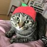 恵っつぁん♨︎ profil fotoğrafı