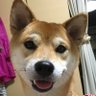 かをる(ライト🐶) 的头像