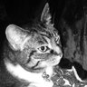 Salem profil fotoฤrafฤฑ