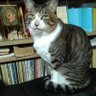 渋谷文化猫 的头像