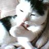 Profilbild von りんか🐈