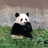 ねり子 profil fotoğrafı
