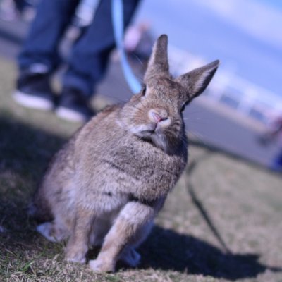 れいしょ's profile picture