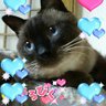Profilbild von GTRチャミ🐱🐾