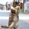 Фото профиля はね羽hane羽はね