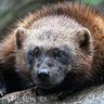 Profilbild von Gulo Gulo