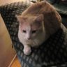Rockin’ Bubbles “Can’t Tweet That” Rialto🐈🌻's profile picture