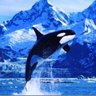 Orca profil fotoğrafı
