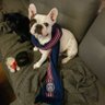 Фото профиля Le bouledogue BRETON ⭐⭐