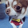 Profilbild von シュガーくん