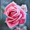 Frosty Mossy's profile picture