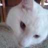 Heather Ciavotto's profile picture
