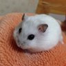 Profilbild von しんしん