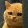 404 not found's profile picture