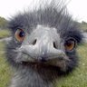 Nick Lkr profil fotoğrafı
