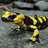 Profilbild von salamandra