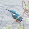 mushiro profil fotoğrafı