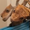 Ben Ilak's profile picture