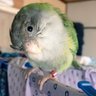 Фото профиля nami popo おぢいちゃんは天使💙💛🦜