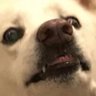 A Socialist Dogo profil fotoğrafı