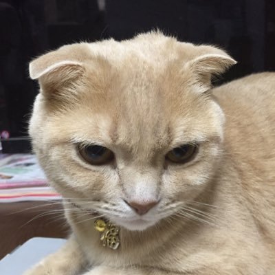 mochisuke0531's profile picture