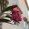 am fai9l• profil fotoğrafı