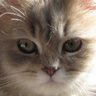 Rainer Daeschler's profile picture