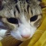 ボルタ10-6 profil fotoğrafı