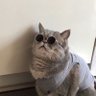 Profilbild von Директор по панчлайнам