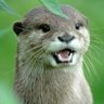 ⊿名古屋のカワウソ 9〜渋谷ビジョンイベ's profile picture