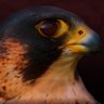 Horus Falke 的头像