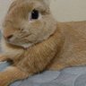 はむぎ's profile picture