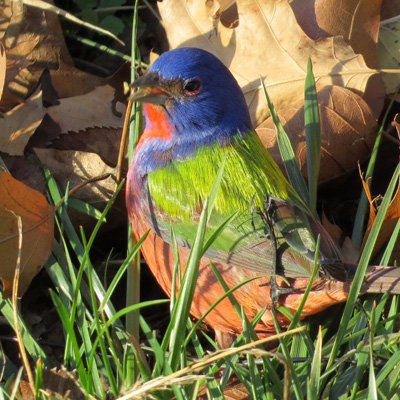 BirdBrklyn's profile picture