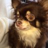 バロン's profile picture