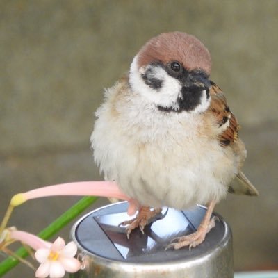 ちゅん太's profile picture