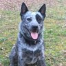 Gunner's profile picture