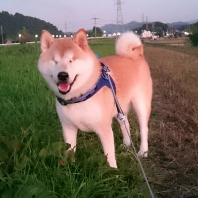 柴犬ウィッシュ's profile picture