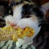 みーちゃん profil fotoğrafı