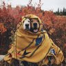 Abdil Dayan profil fotoğrafı