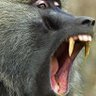 Profilbild von Hombarume