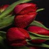 Patricia Bracesco's profile picture