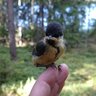 Profilbild von Markku
