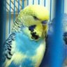 بوسعود profil fotoğrafı