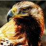 bandar alsureihi profil fotoğrafı