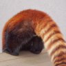 Kuma's profile picture