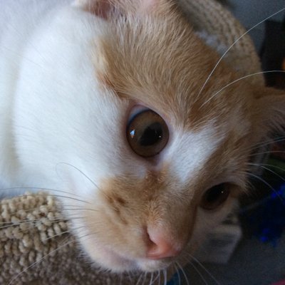 FartyCheddarCat's profile picture