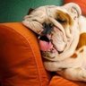 Profilbild von Snoopy