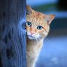 いこねこ profil fotoğrafı