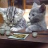 もやしまじもやし 的头像